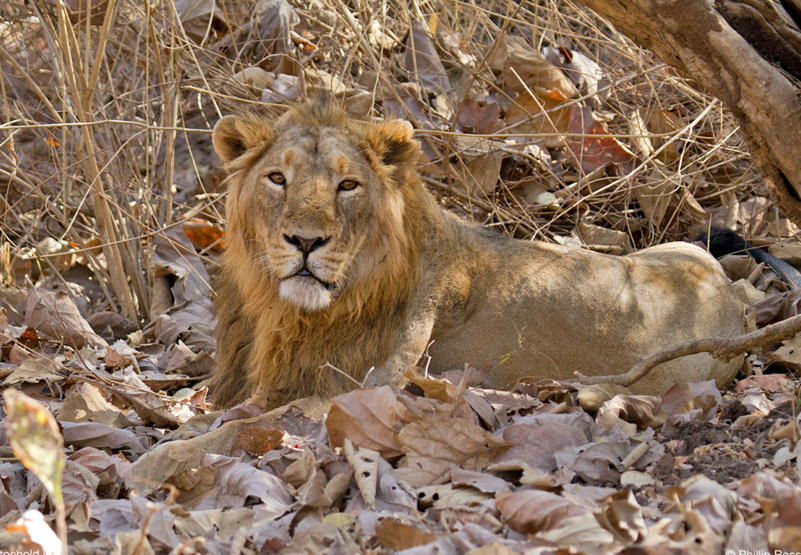 Lion Sanctuary in Gir