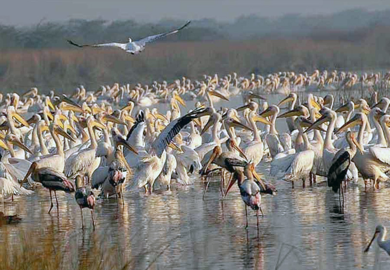 Khijadiya bird sanctuary